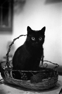 Vincenzo Travino photography Black cat called white