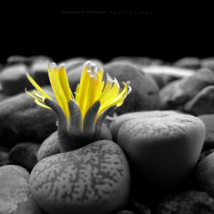 © Vincenzo Travino photography Lithops flower