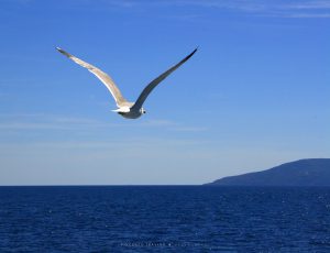 Vincenzo Travino photography Seagull Blue sea